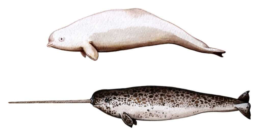 Baby Narwhal - Narwhal e Beluga fianco a fianco