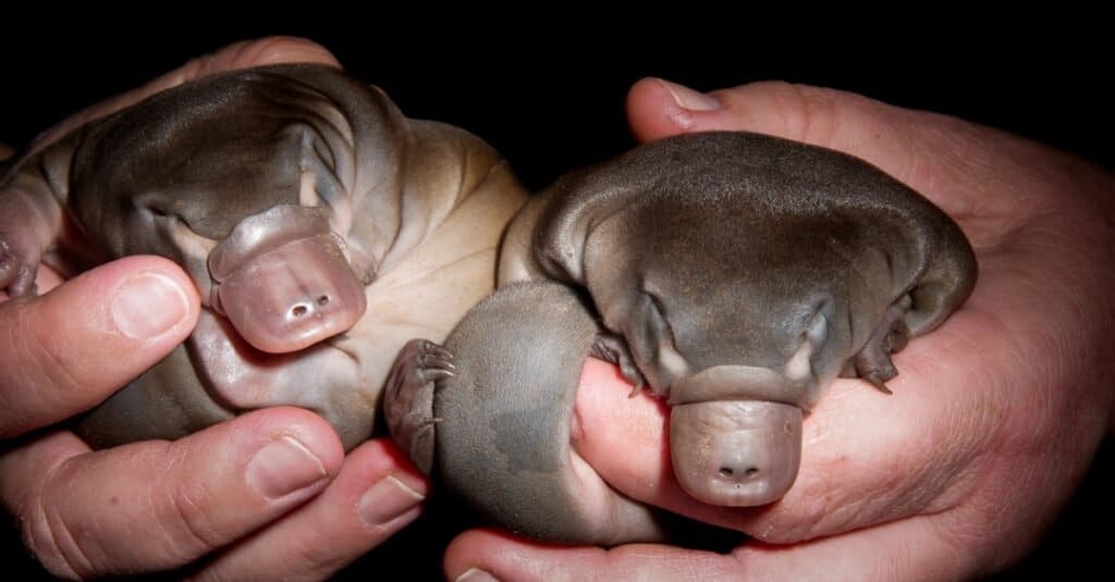 baby-ornitorinco-fratelli