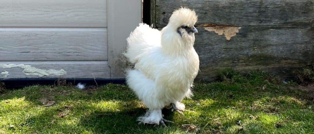 pollo silkie davanti al fienile
