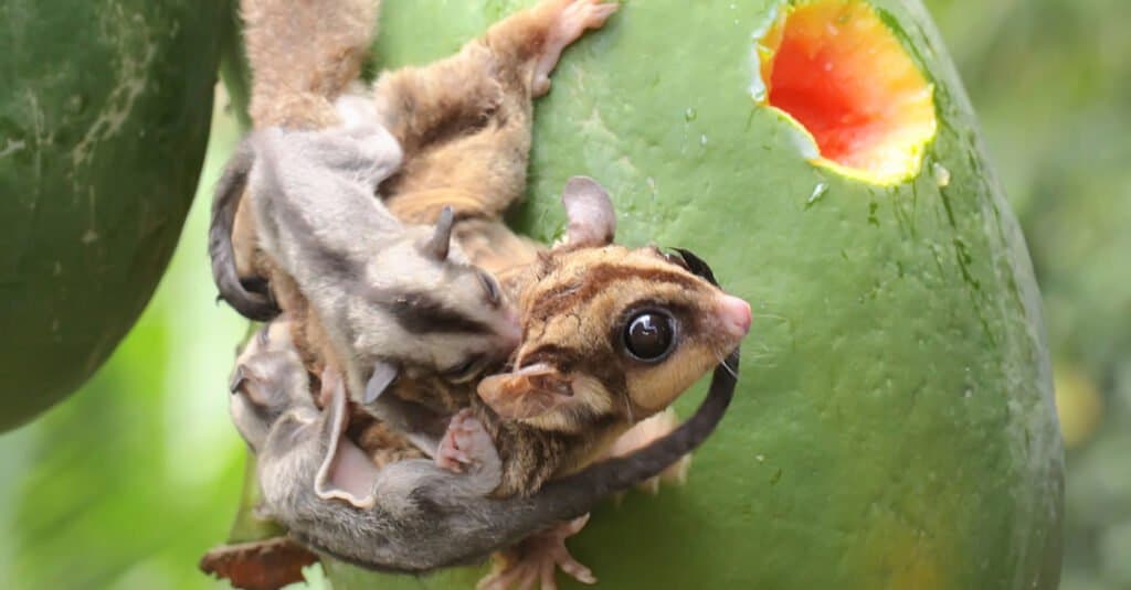madre che tiene il petauro dello zucchero del bambino