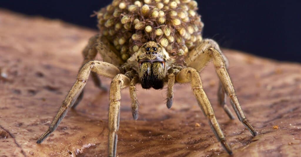 macro-inquadratura-di-baby-lupo-ragno