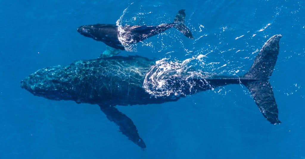baby-balene-e-madre