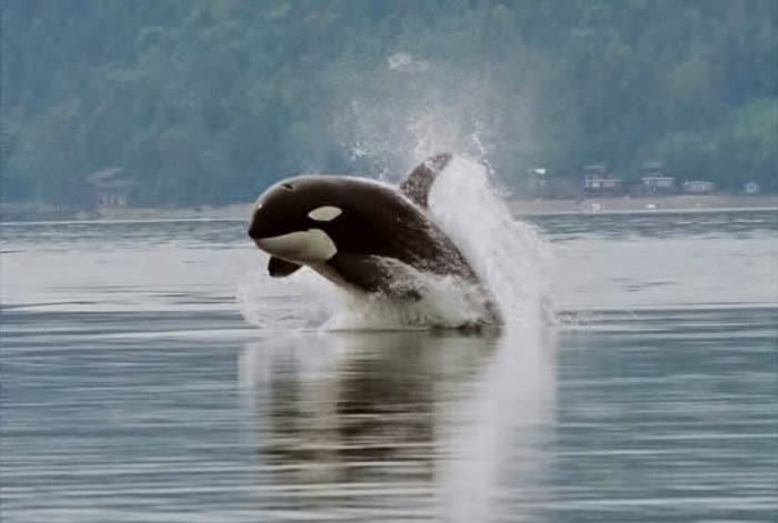 Singola orca che fa breccia