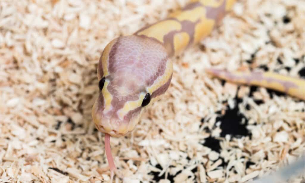 Ball Python Morphs: scopri gli oltre 50 tipi di razze di pitone palla