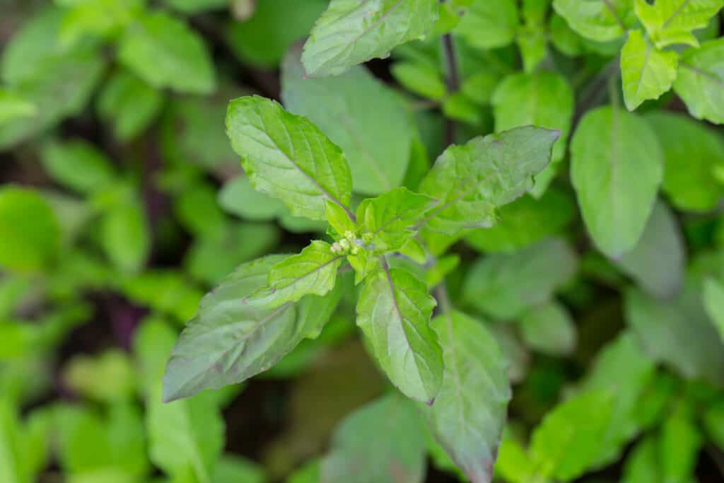 Foglie di basilico santo