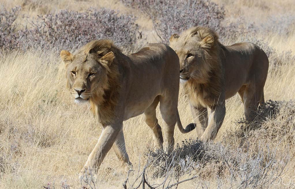 Il leone medio è molto più grande del lupo medio 