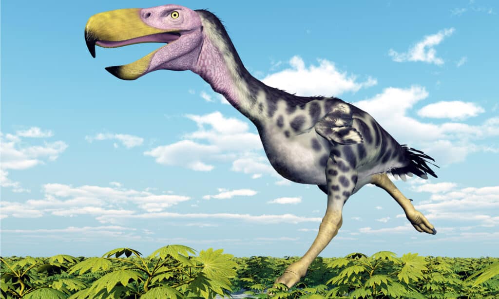 Gli uccelli del terrore avevano enormi becchi usati per uccidere le prede