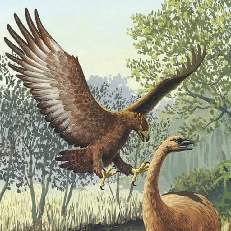 Aquila gigante di Haasts