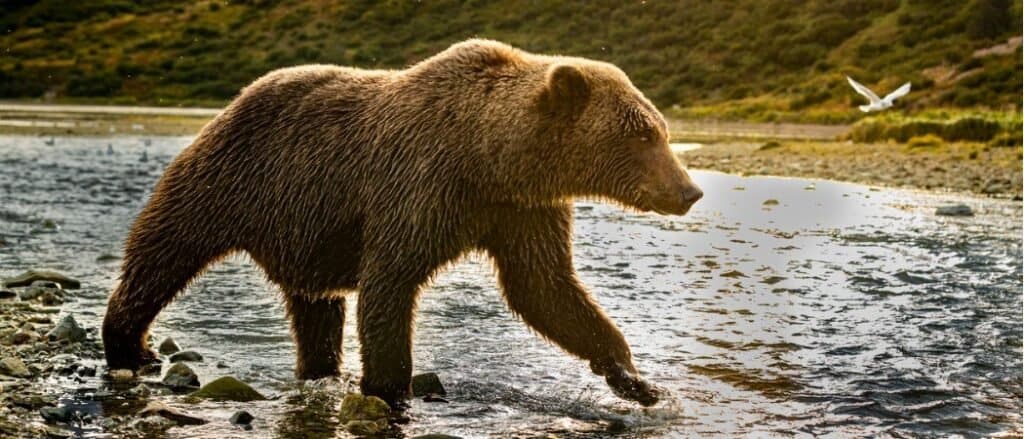 Animali in California