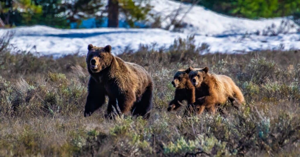 orso grizzly