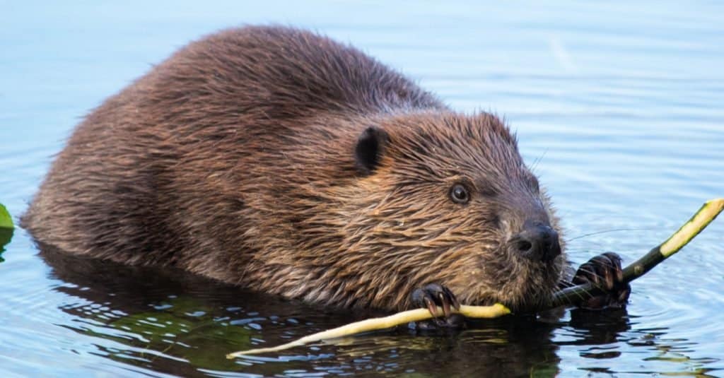 Beaver sgranocchiando qualche corteccia al tramonto