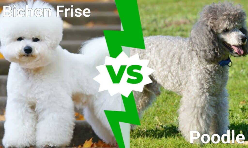 Bichon Frise vs Barboncino