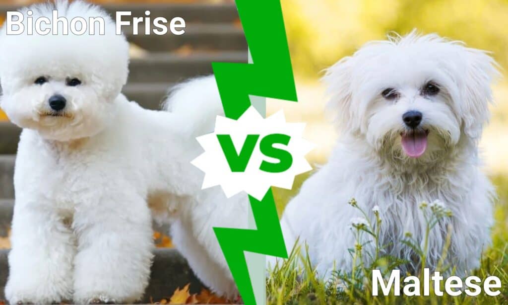 Bichon Frise vs Maltese