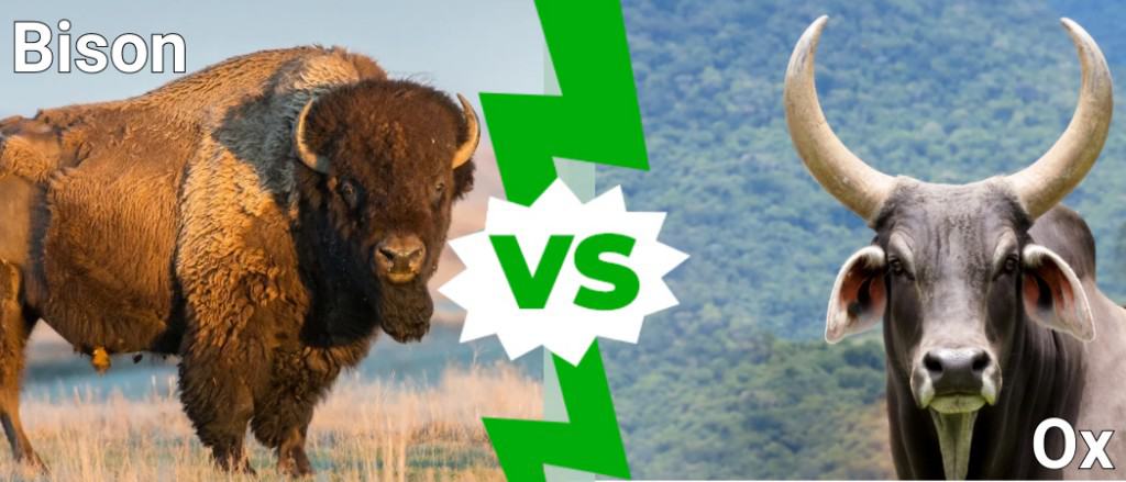 Bisonte contro bue