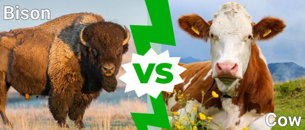 Bisonte contro Mucca