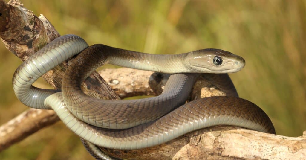 mamba nero giovanile su un ramo di un albero