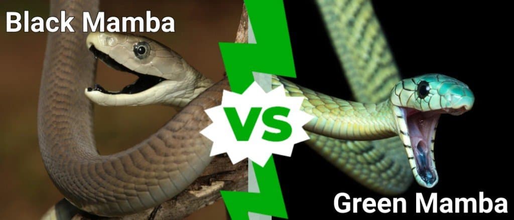 mamba nero contro mamba verde