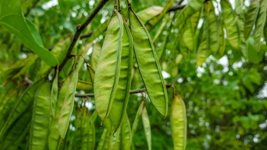 Primo piano di baccelli di semi di albero di redbud verde lime contro uno sfondo naturalmente verde.