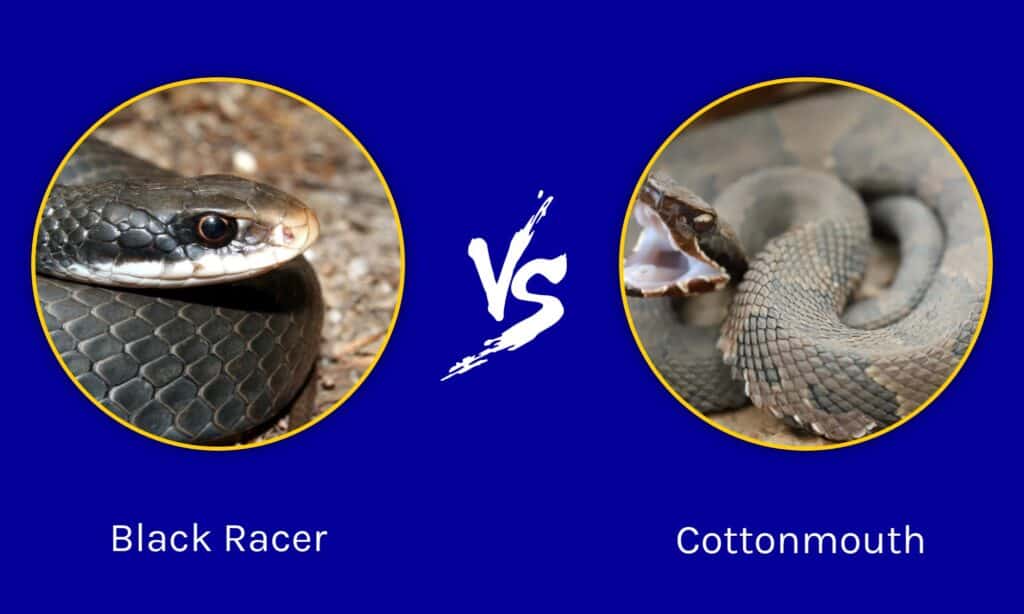 Black Racer contro Cottonmouth