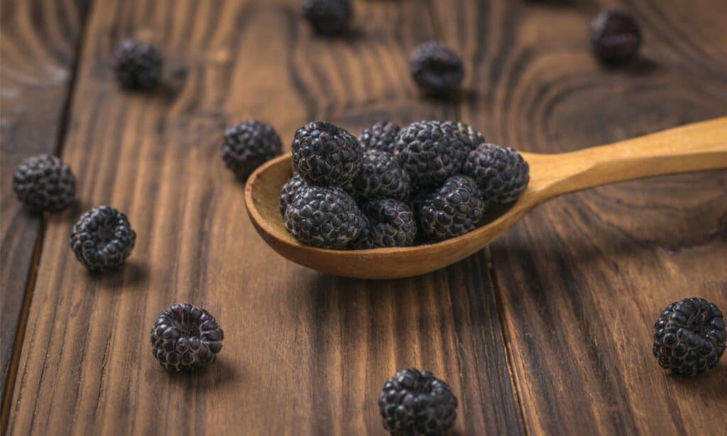 Lampone nero contro Blackberry