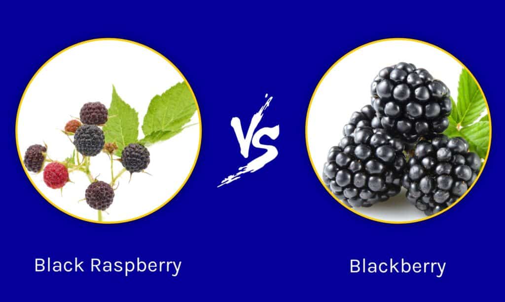 Lampone nero contro Blackberry