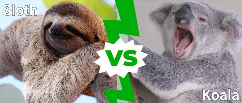 Bradipo contro Koala