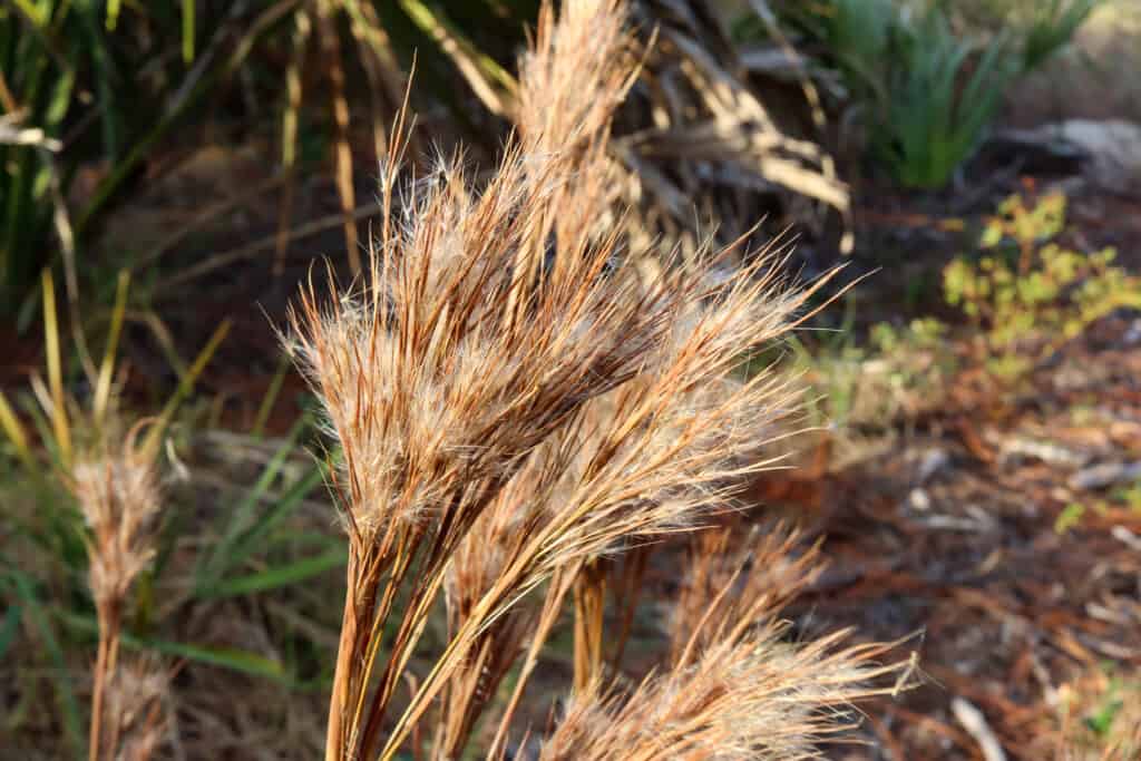Un primo piano di diversi.  gambi dorati di broomsedge che sembrano essere andati a seme, all'aperto in abbondante sole.