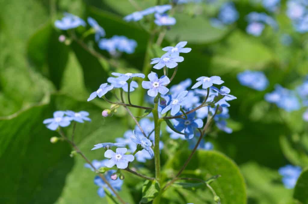 Brunnera macrofilla