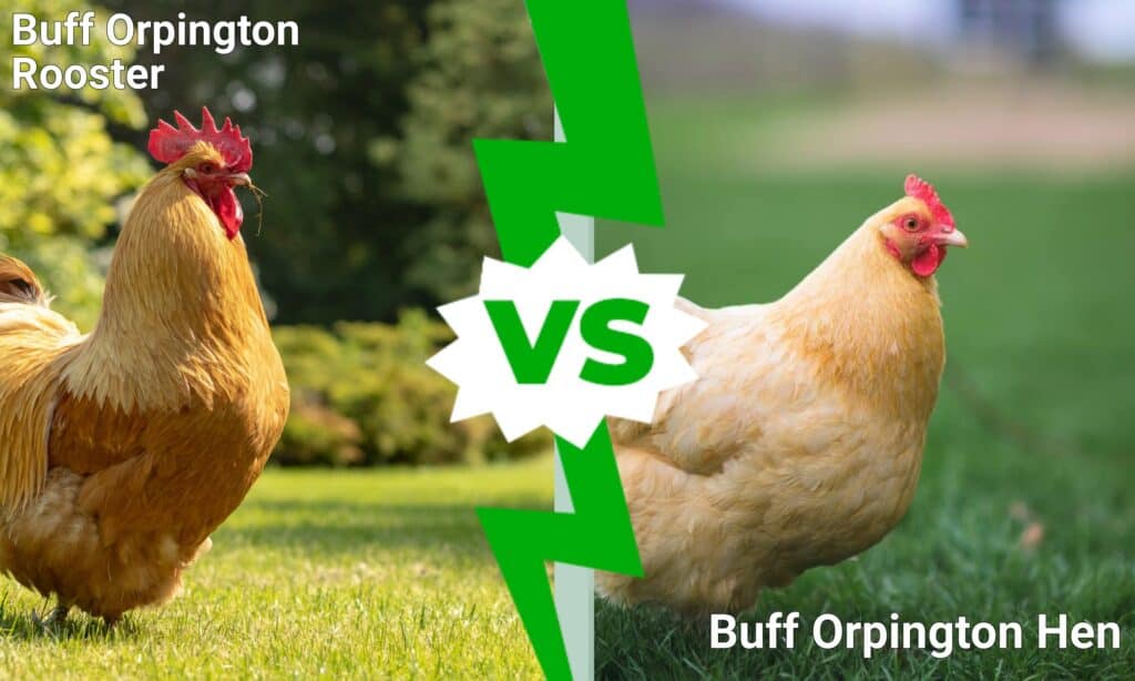 Galli Orpington contro galline
