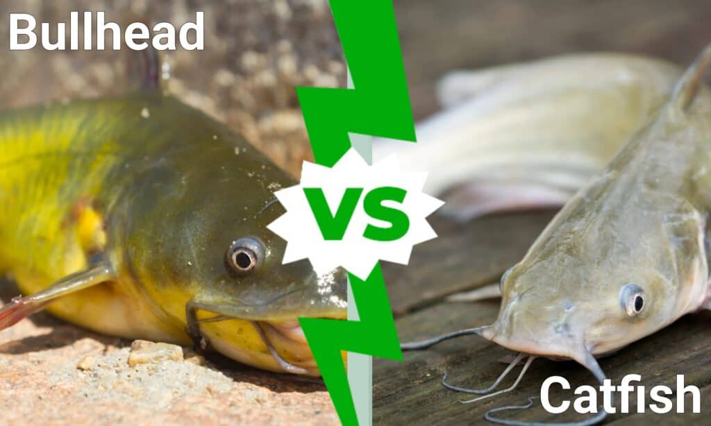 scazzone vs pesce gatto