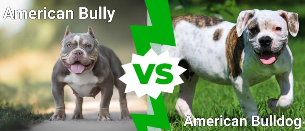 bullo americano contro bulldog americano