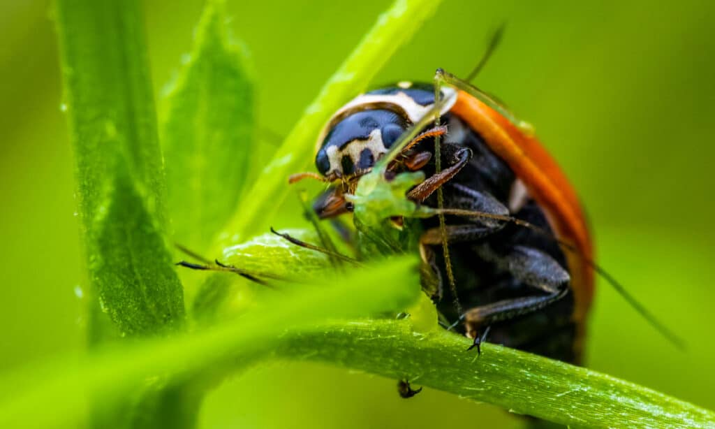 Coccinella, mangiare, afide, animale, fauna selvatica