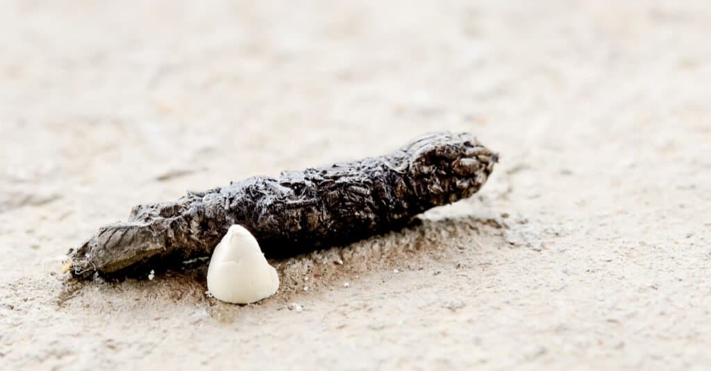 Che aspetto ha una cacca di lucertola - cacca di geco