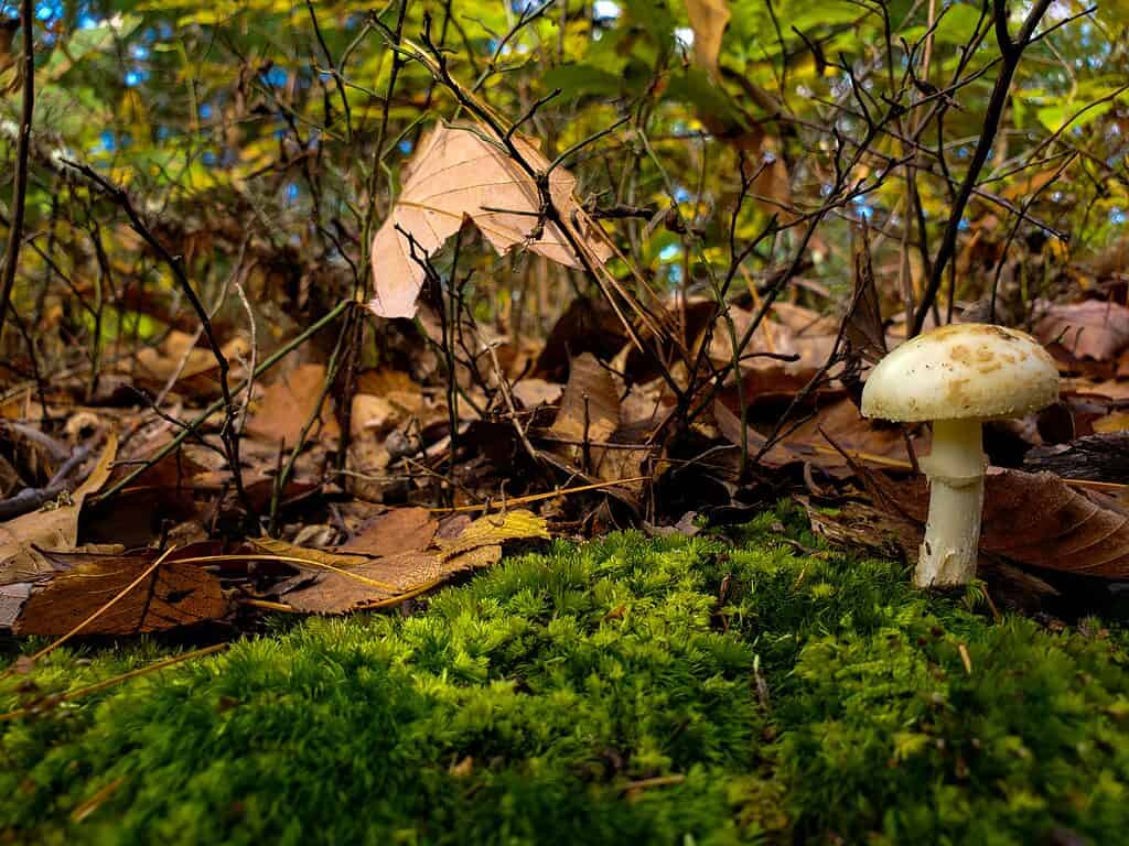 Funghi