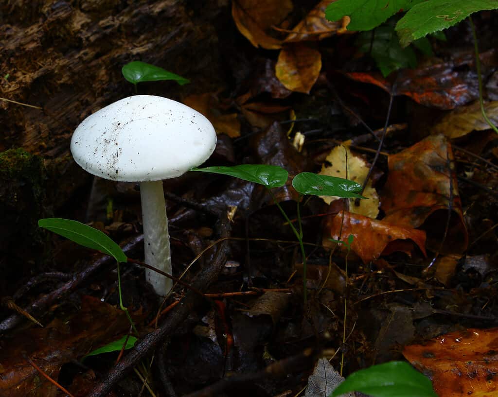 Un fungo angelo distruttore di Amanita bisporigera nei boschi che cresce accanto ad altre foglie