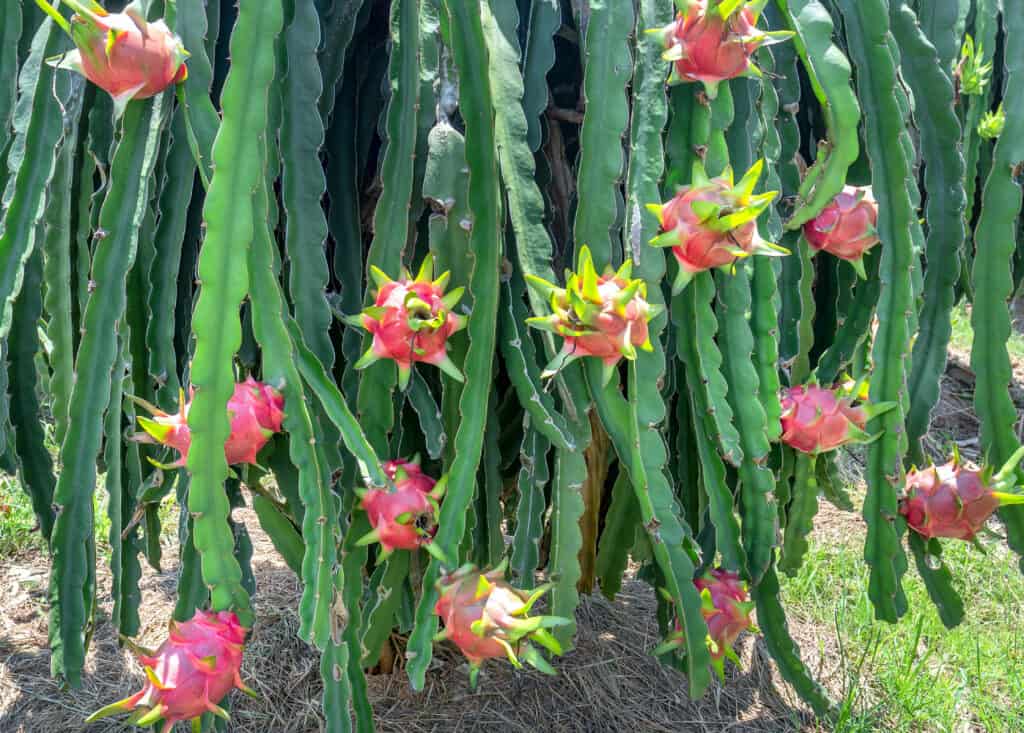 Albero da frutto del drago con frutti rossi maturi sull'albero per il raccolto.