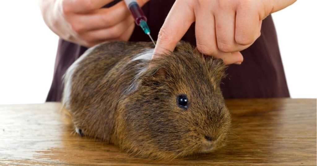 Calcoli vescicali nelle cavie: dal veterinario