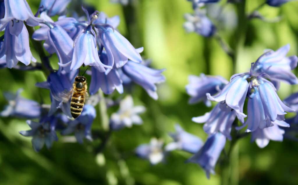 Un'ape raccoglie il polline da un fiore di campanula spagnolo.