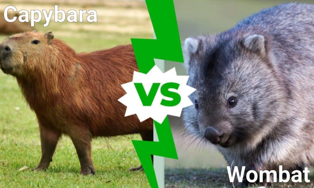 capibara vs vombato