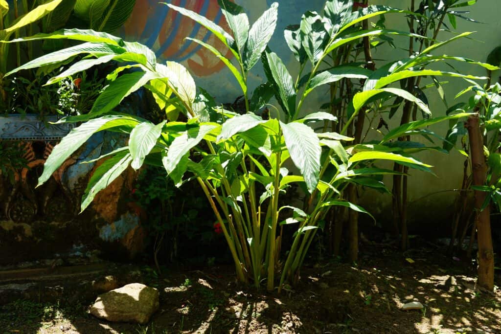 Elettaria cardamomum, cardamomo verde