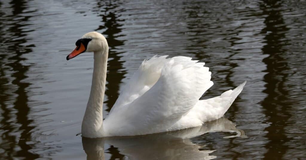 Gli animali più feroci
