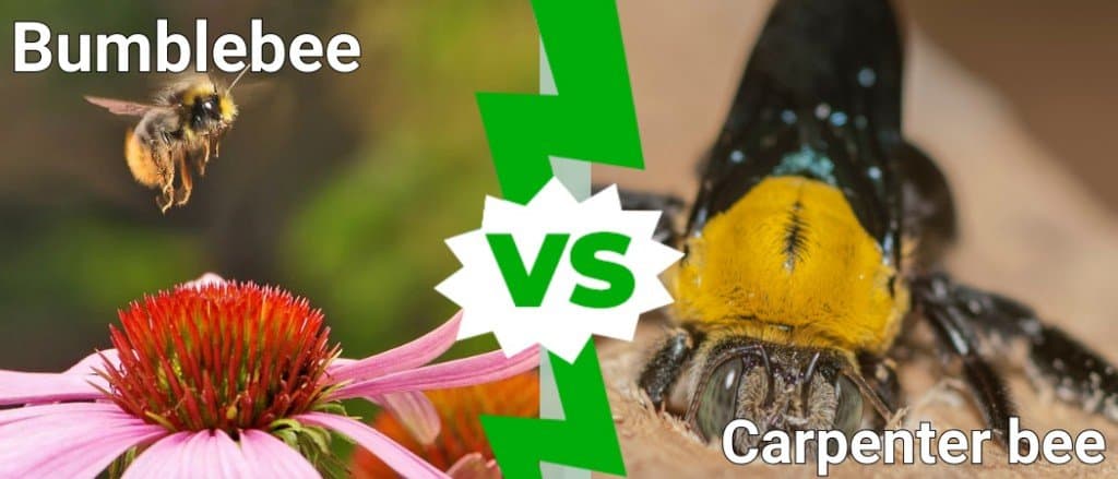 Bombo vs ape carpentiere