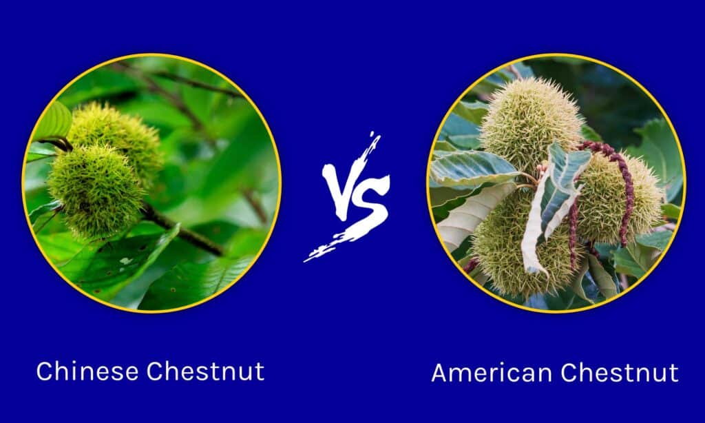 Castagna cinese vs castagna americana