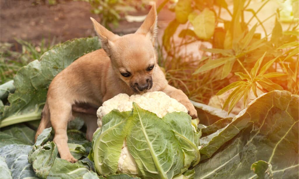 Il cavolfiore fornisce alcuni benefici per la salute essenziali per i cani