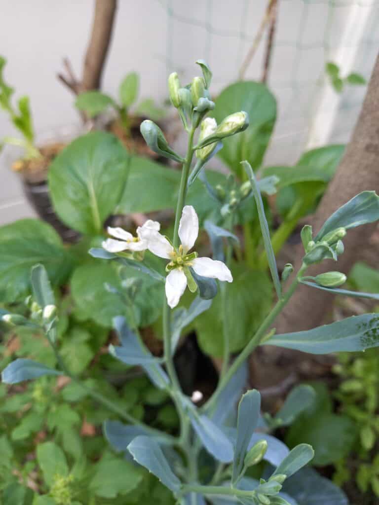 Fiori bianchi di cavolo cappuccio