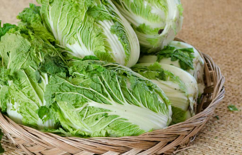 diverse teste di cavolo cinese montate su un vassoio/piatto circolare di canna intrecciata.  i cavoli sono di colore verde chiaro brillante con venature biancastre pronunciate più chiare, quasi bianche.