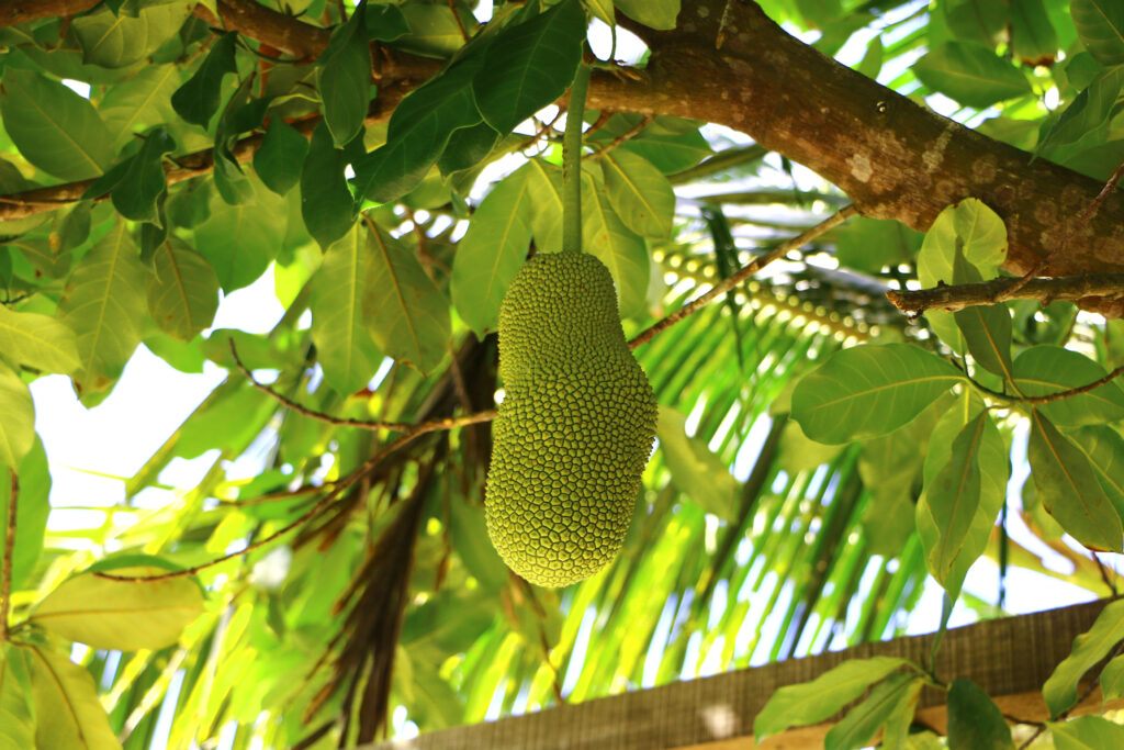 Artocarpus intero, comunemente noto come cempedak