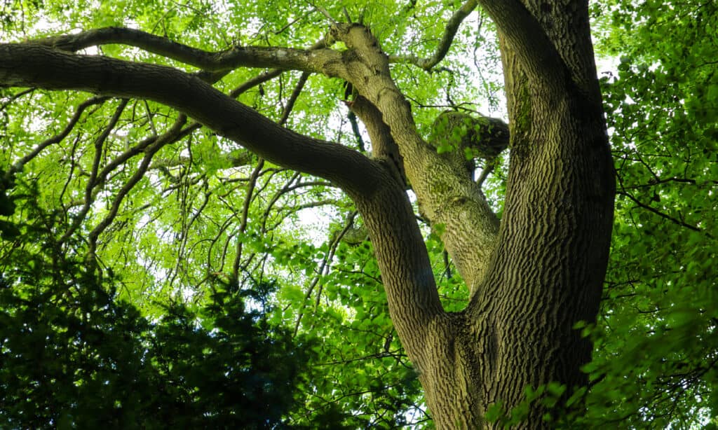 Frassino bianco, Immagine a colori, Ambiente, Conservazione ambientale, Foresta