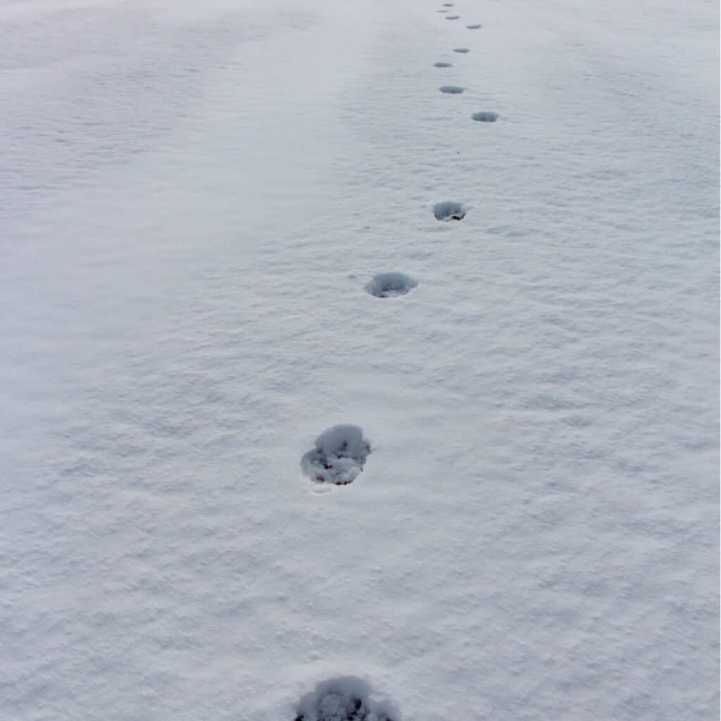 Coyote Tracks - NELLA neve