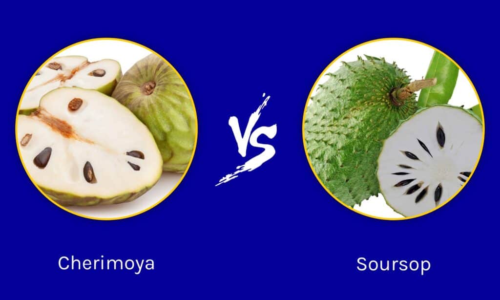 Cherimoya contro Soursop